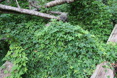 Ceratiosicyos laevis