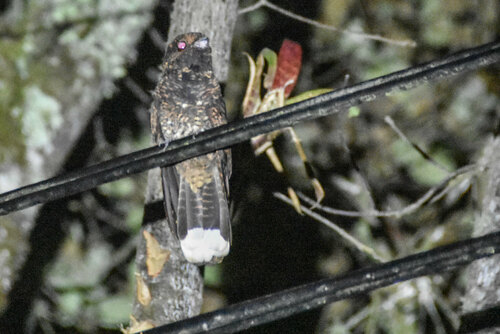 Dusky Nightjar (Antrostomus saturatus), photo 6