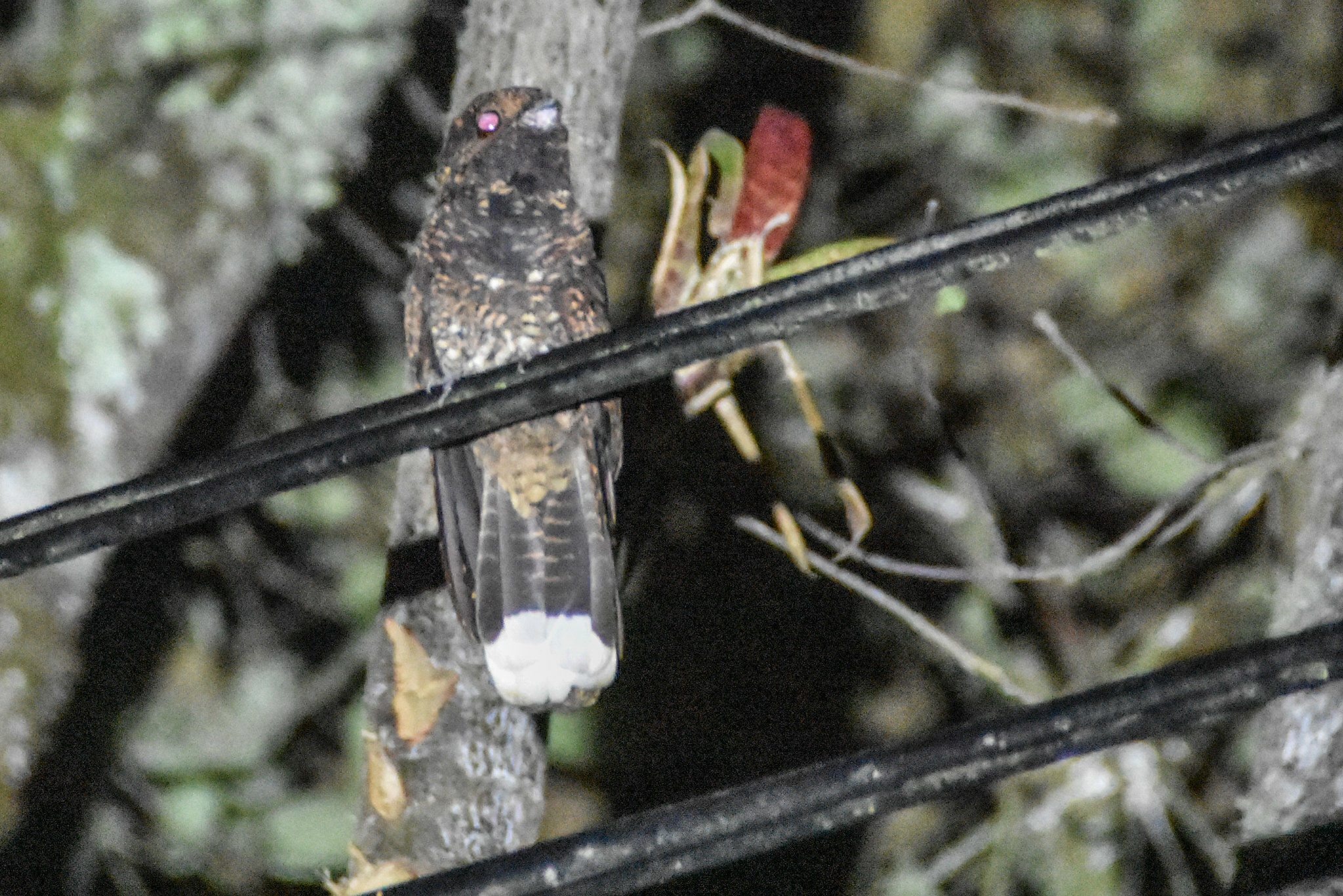 Dusky Nightjar (Antrostomus saturatus), photo 7