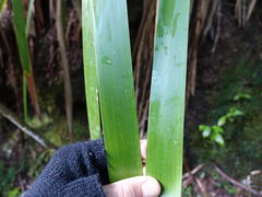 Machaerina sinclairii