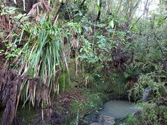 Machaerina sinclairii