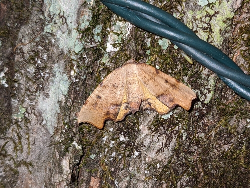 Fervid Plagodis Moth