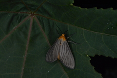 Biturix venosata