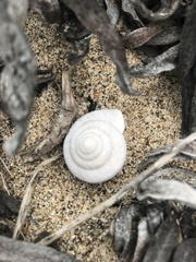 Helminthoglypta stiversiana