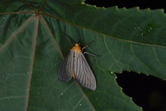 Biturix venosata