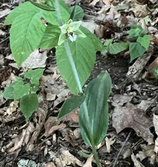 Epipactis helleborine