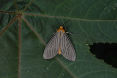 Biturix venosata