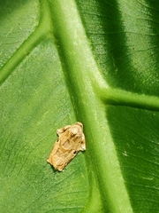 Adoxophyes privatana