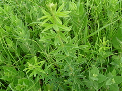 Desmodium sessilifolium