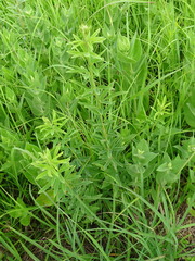 Desmodium sessilifolium