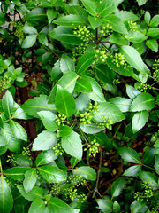 Pseudopanax gilliesii