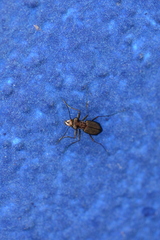 Cicindelina