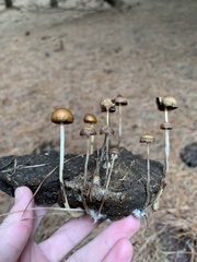Psilocybe alutacea