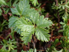 Rubus pedatus