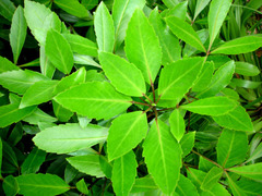 Pseudopanax gilliesii