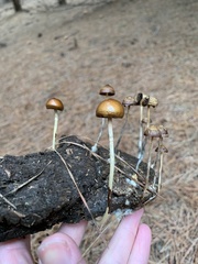 Psilocybe alutacea