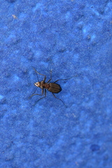 Cicindelina