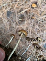 Psilocybe alutacea