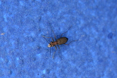 Cicindelina