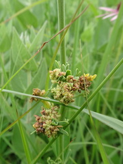 Aculops euphorbicolus