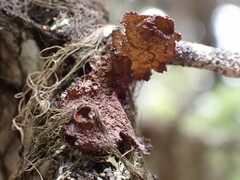 Tuckermanopsis platyphylla