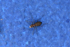 Cicindelina