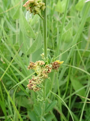 Aculops euphorbicolus