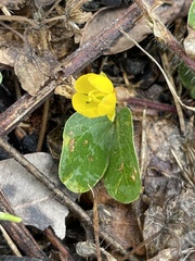 Chamaecrista rotundifolia