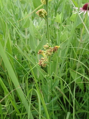 Aculops euphorbicolus