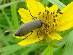Epicauta atrata