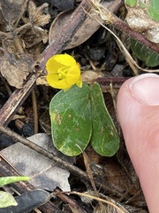 Chamaecrista rotundifolia