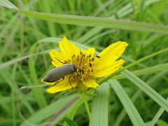 Epicauta atrata