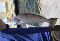 Atractoscion nobilis