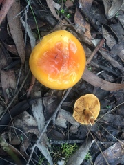 Cortinarius sinapicolor