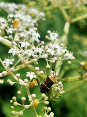 Cletomorpha simulans