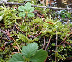 Tomentypnum