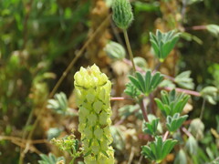 Lupinus luteolus
