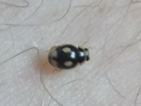 Undulate Sigil Lady Beetle photo 5