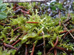 Tomentypnum