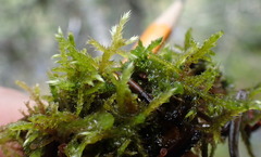 Tomentypnum