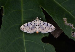 Dichocrocis sabatalis