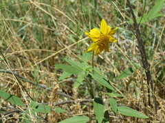 Helianthus exilis
