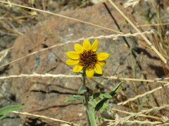 Helianthus exilis