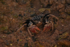 Neosarmatium trispinosum