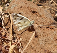 Pontia daplidice
