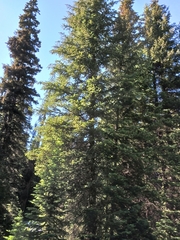 Pseudotsuga menziesii glauca