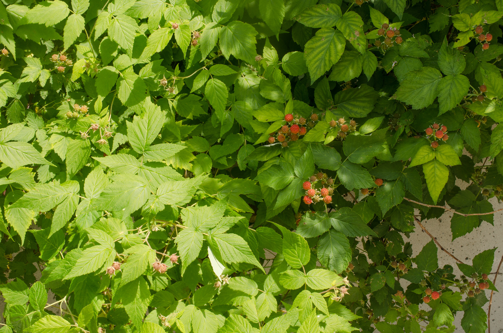 Red Raspberry vs. Black Raspberry: What's the Difference?