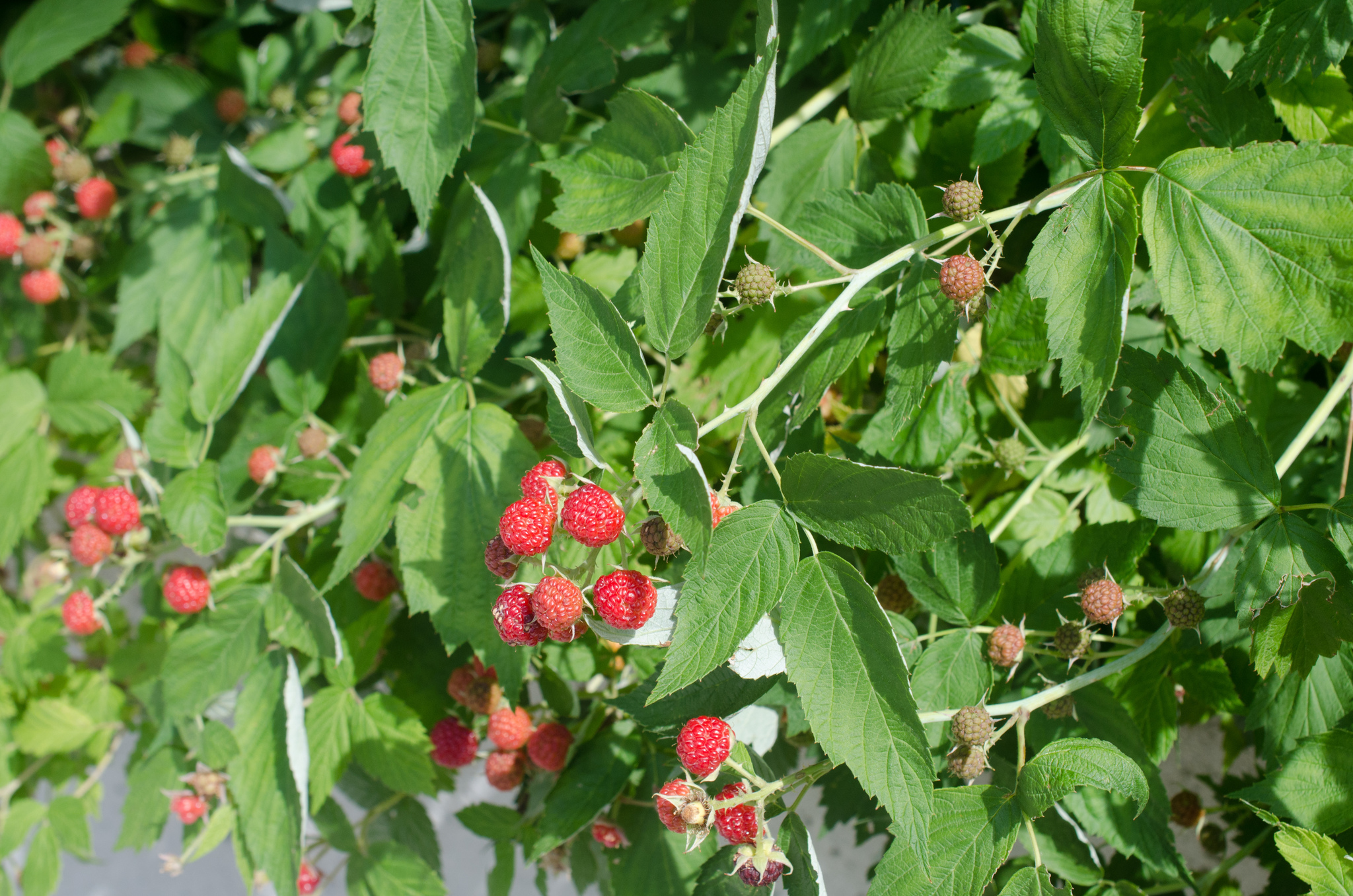 Rubus Occidentalis Flower