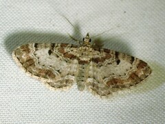Eupithecia mutata