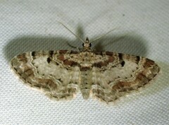 Eupithecia mutata